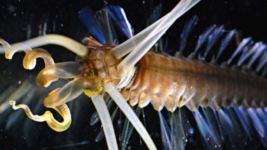 The Squidworm.jpg